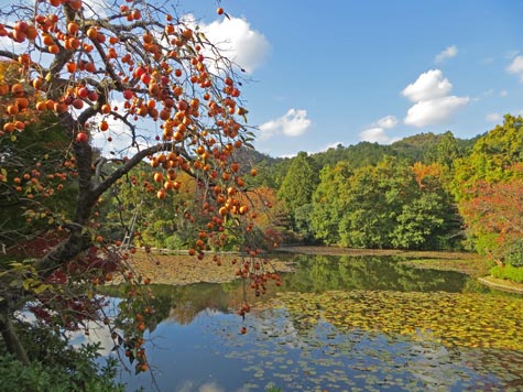 Kyoyochi Pond in Kyoto Japan